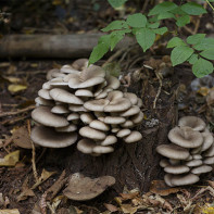 Photo of oyster mushrooms 5