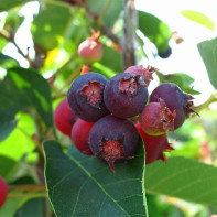 Photo of bold blueberry 5