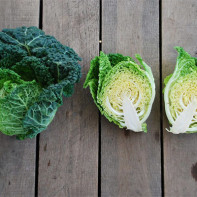 Photo of Savoy cabbage