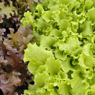 Photo of lettuce leaves 4