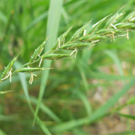 Photos of wheatgrass