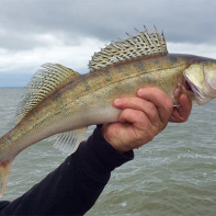 Photo of pikeperch