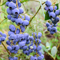 Blueberry photo 2