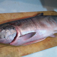 Photo of chum salmon