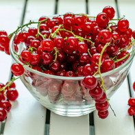 Picture of red currants