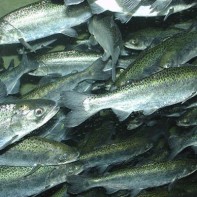 Photo of chinook salmon 5