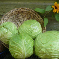 White cabbage photos 2
