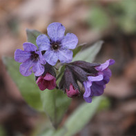 Photo of lungwort 5