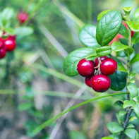 Photo of cowberries 4