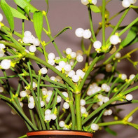Photo of mistletoe white 2
