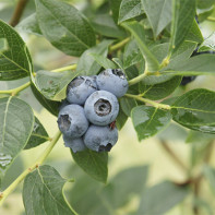 Blueberry photo 4