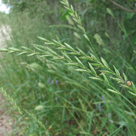 Photo of wheatgrass 4