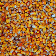 Photo of dried corn 3