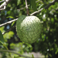 Photo of the guanabana fruit 2