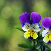 A photo of tricolor violet 2