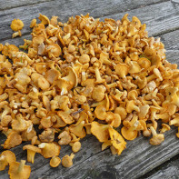 Photo of chanterelles mushrooms 3