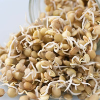 Photo of germinated lentils 4