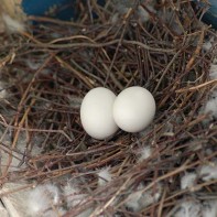 Photo of pigeon eggs 5