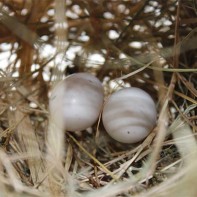 ハトの卵の写真 3