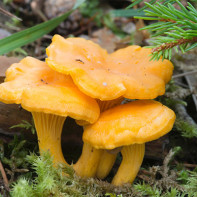 Photo of chanterelles mushrooms