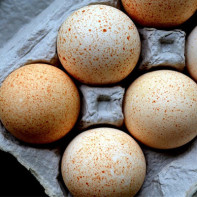 七面鳥の卵の写真