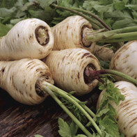 Picture of Parsnip Root