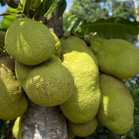 Jackfruit photo 3