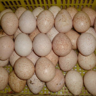 Photo of turkey eggs 3