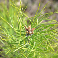 Photo of pine buds 2