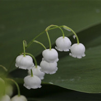 Lily of the valley 4