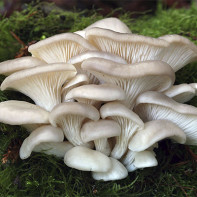 Photo of the oyster mushrooms