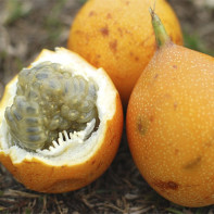 Granadilla Fruit Photo 4