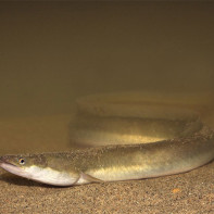 صورة ثعبان البحر 5
