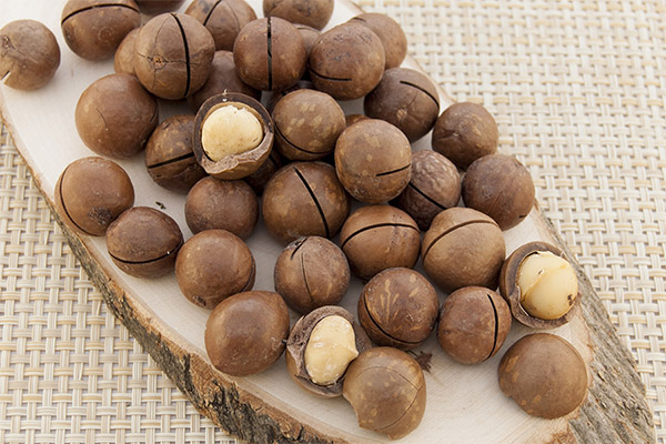 The medicinal properties of the macadamia nut