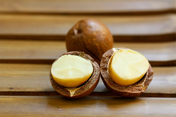 Benefits of macadamia nut for women