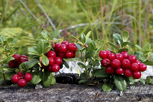 Lingonberry in medicine