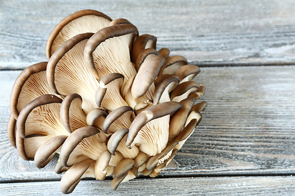 What is useful for oyster mushrooms