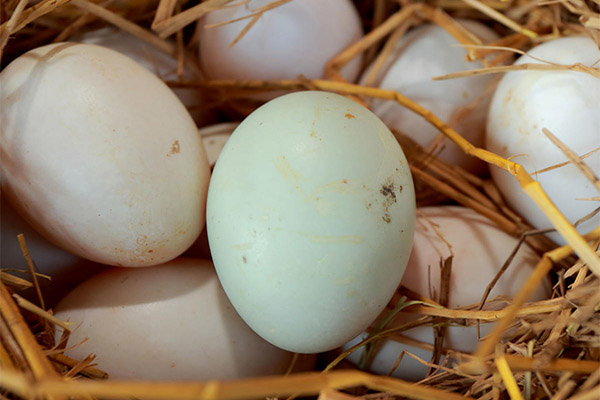 What are the benefits of goose eggs