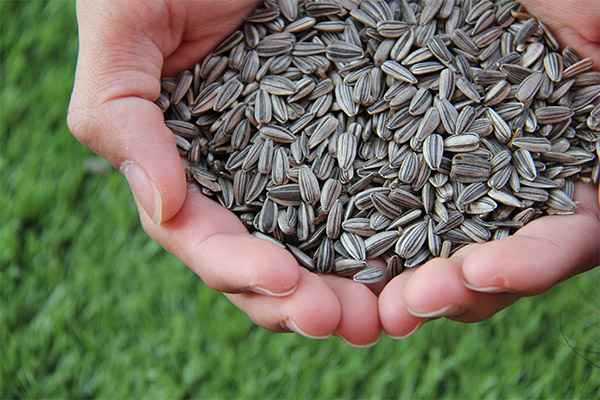 What is useful sunflower seeds