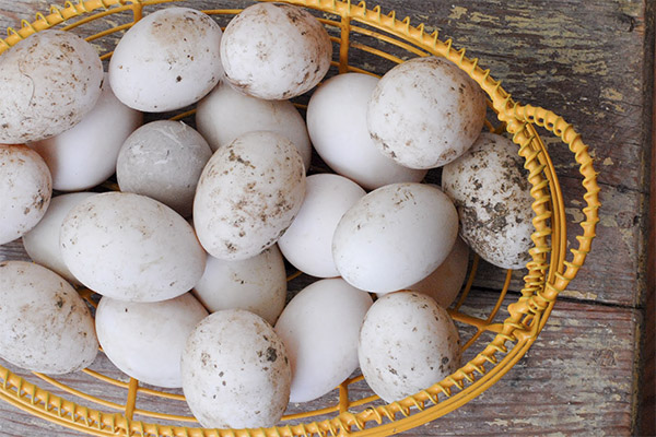 What are the benefits of duck eggs