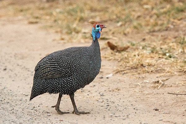 Facts of interest about the guinea fowl