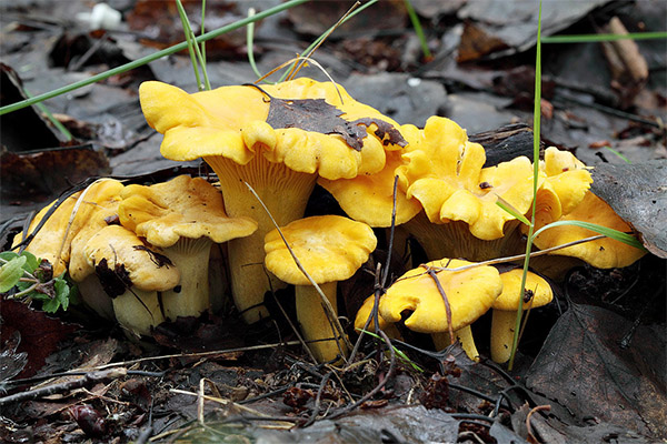 Interesting Facts about Chanterelles Mushrooms