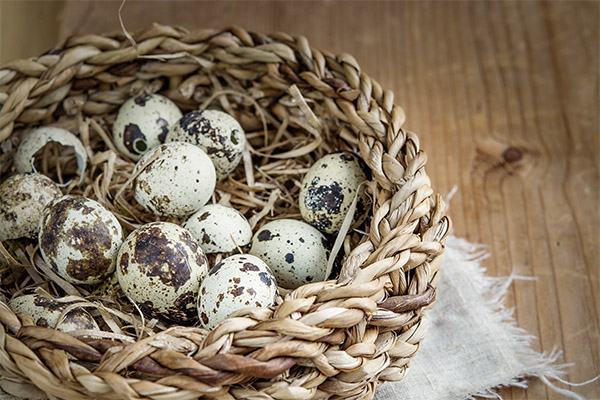 Interesting facts about quail eggs