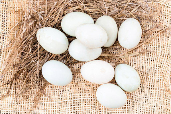 Interesting facts about duck eggs