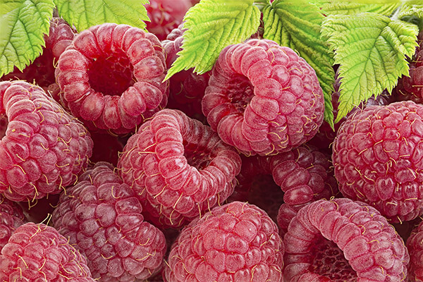 Raspberry in Medicine