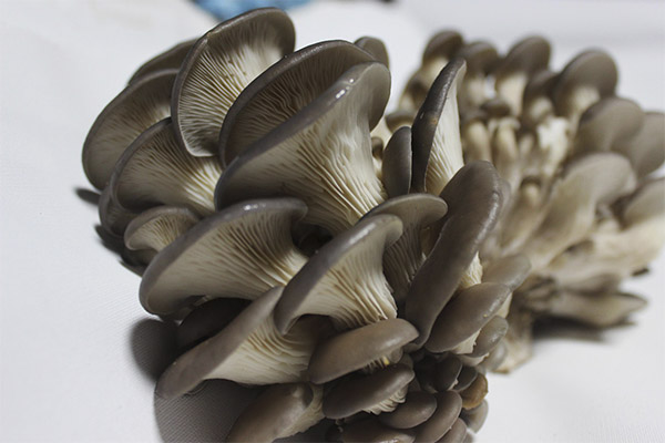 Can poisoning by oyster mushrooms