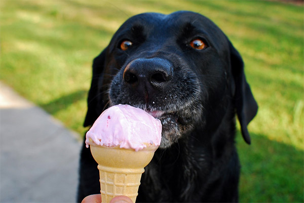 Can animals eat ice cream?