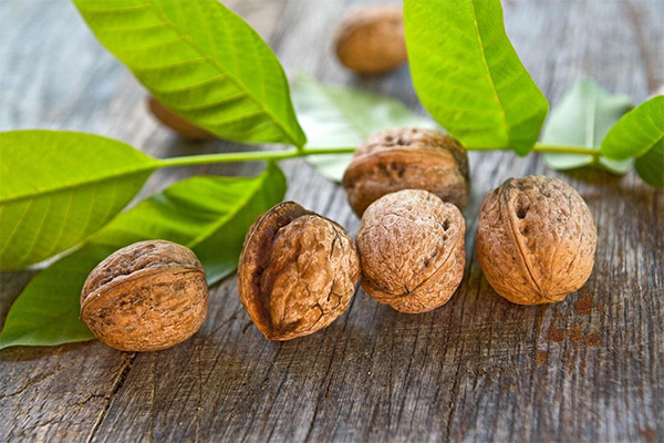 Useful properties of walnut leaves
