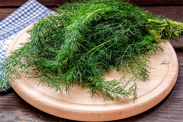 Useful properties of dill