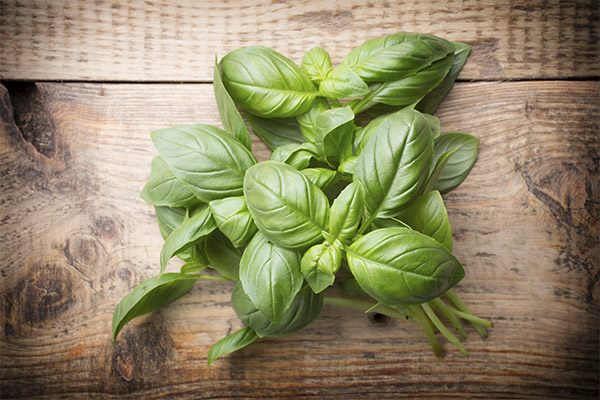 The benefits and harms of basil
